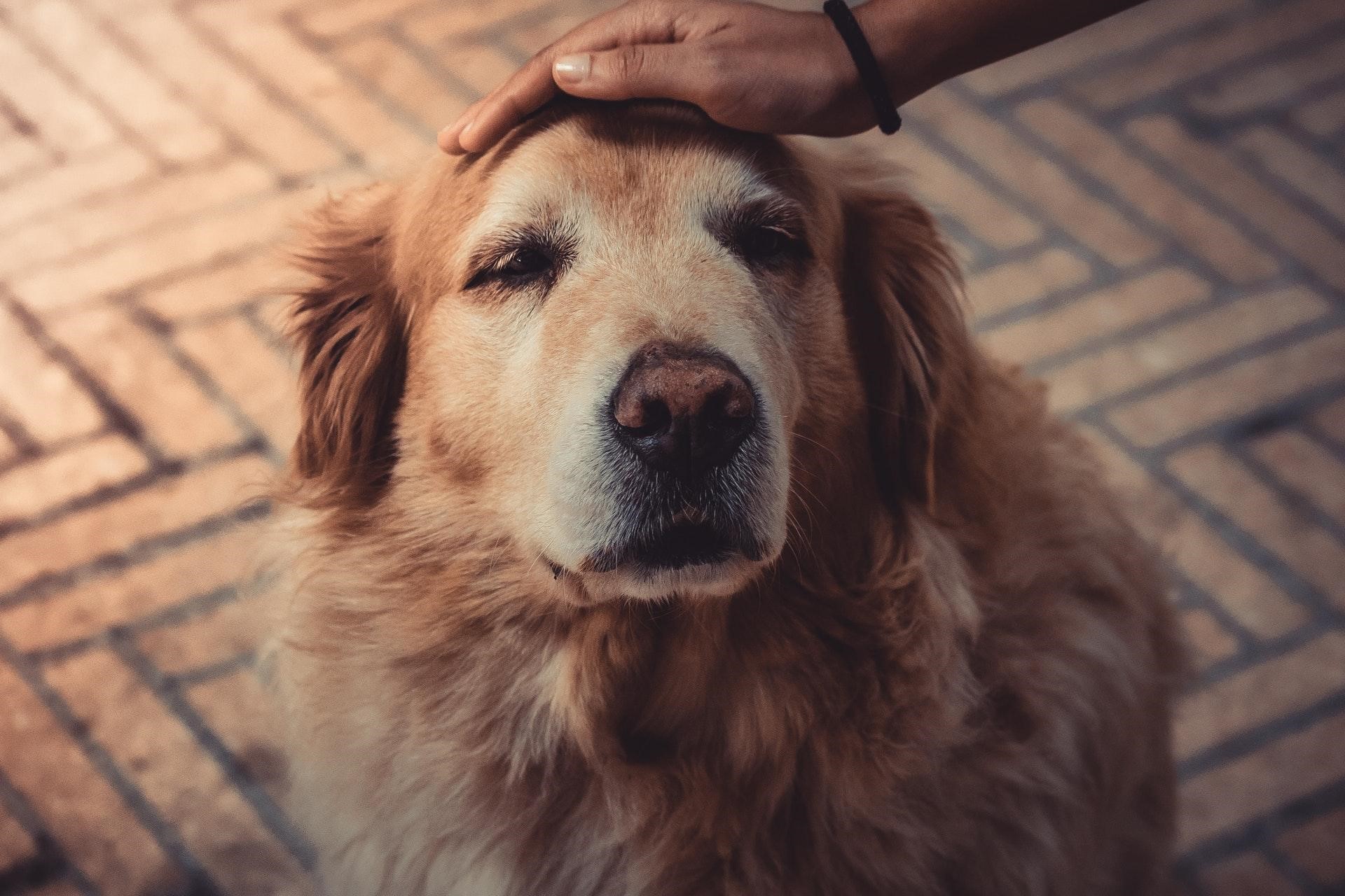 cão idoso recebendo carinho na cabeça