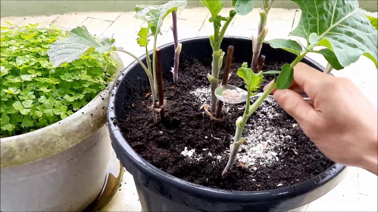 RESPONDIDO: casca de ovo FAZ BEM para as plantas! Entenda como