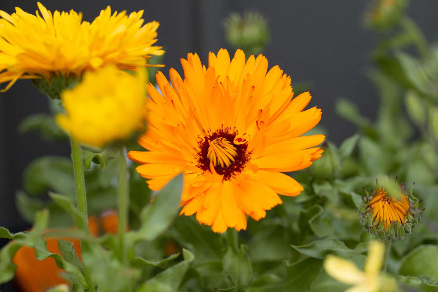 flor de calêndula