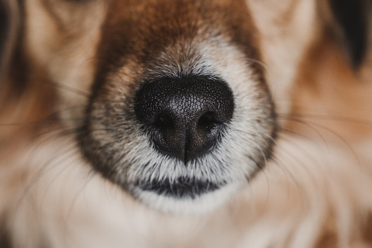 focinho de um cachorro