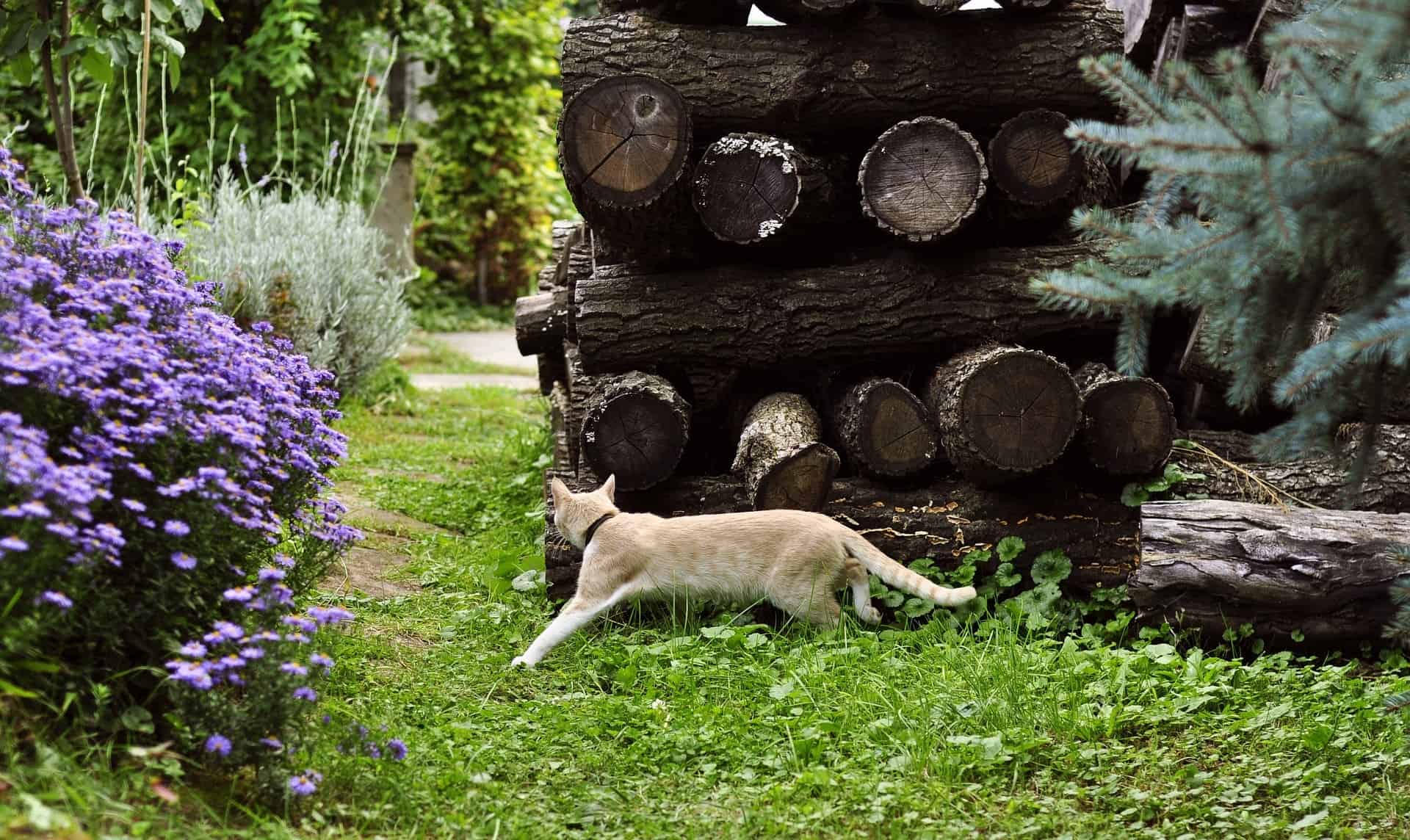 gato correndo em jardim