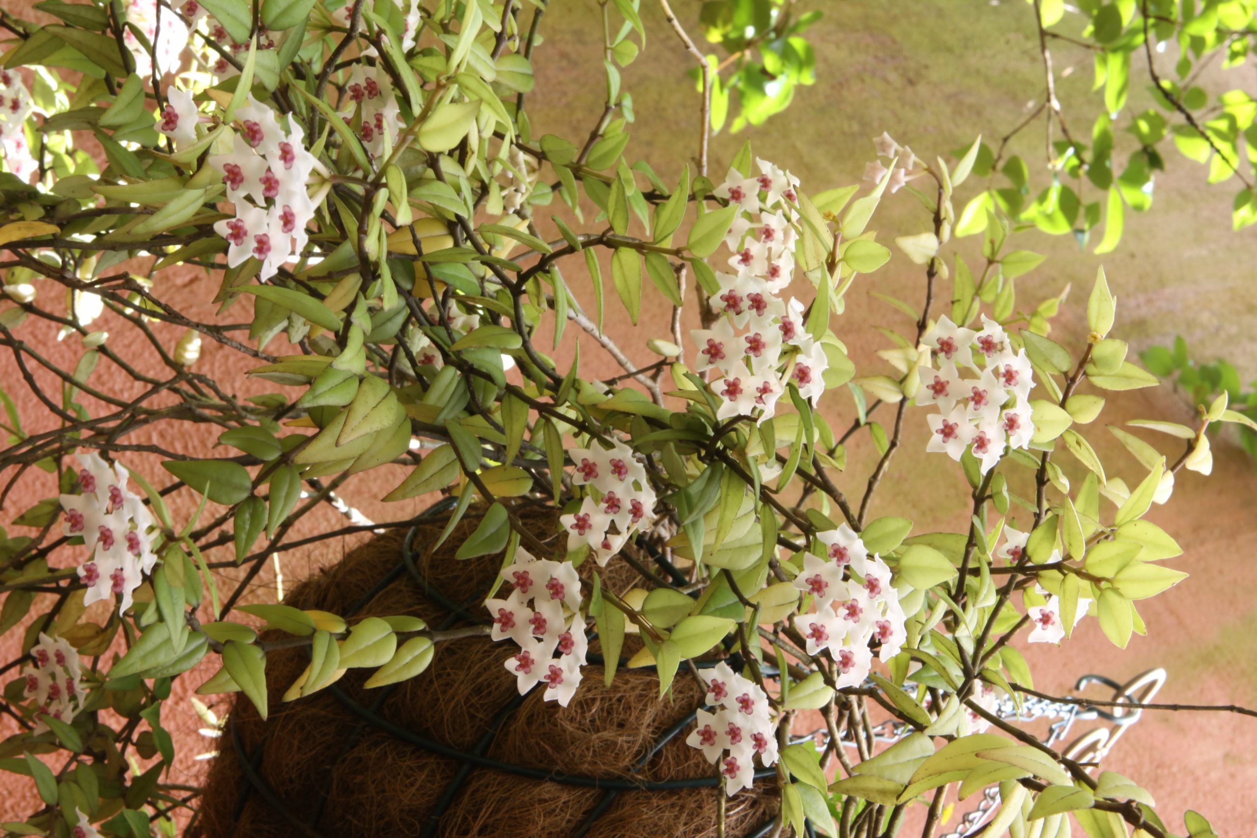 hoya (flor de cera)