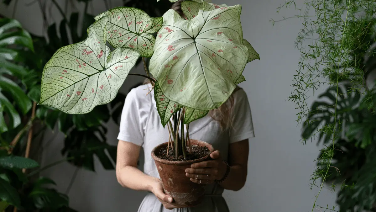 mulher segurando vaso de planta