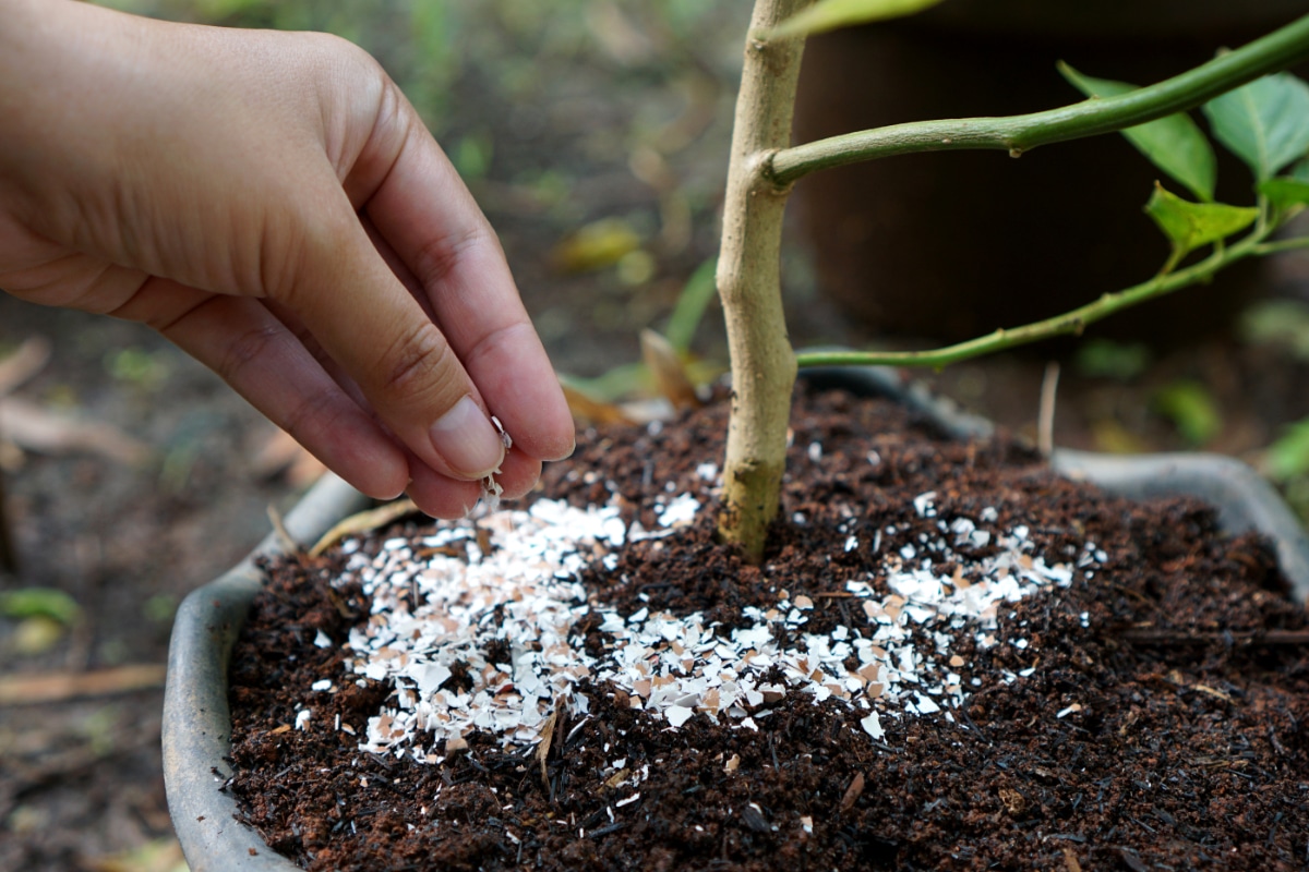 pessoa colocando casca de ovo em planta