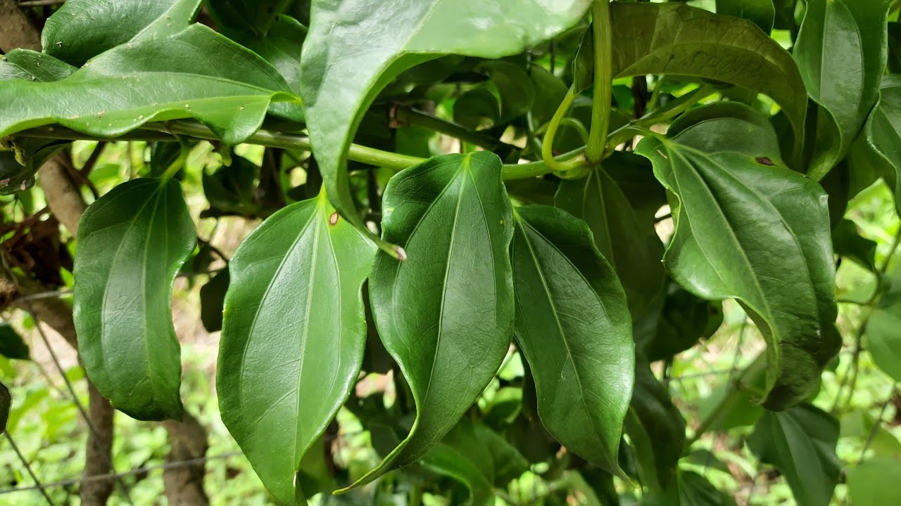 planta de guaco