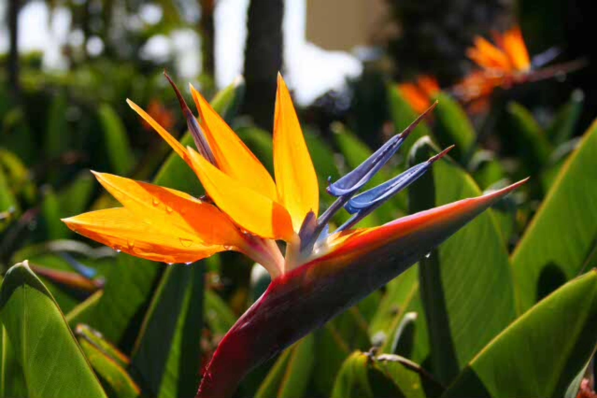 planta estrelícia