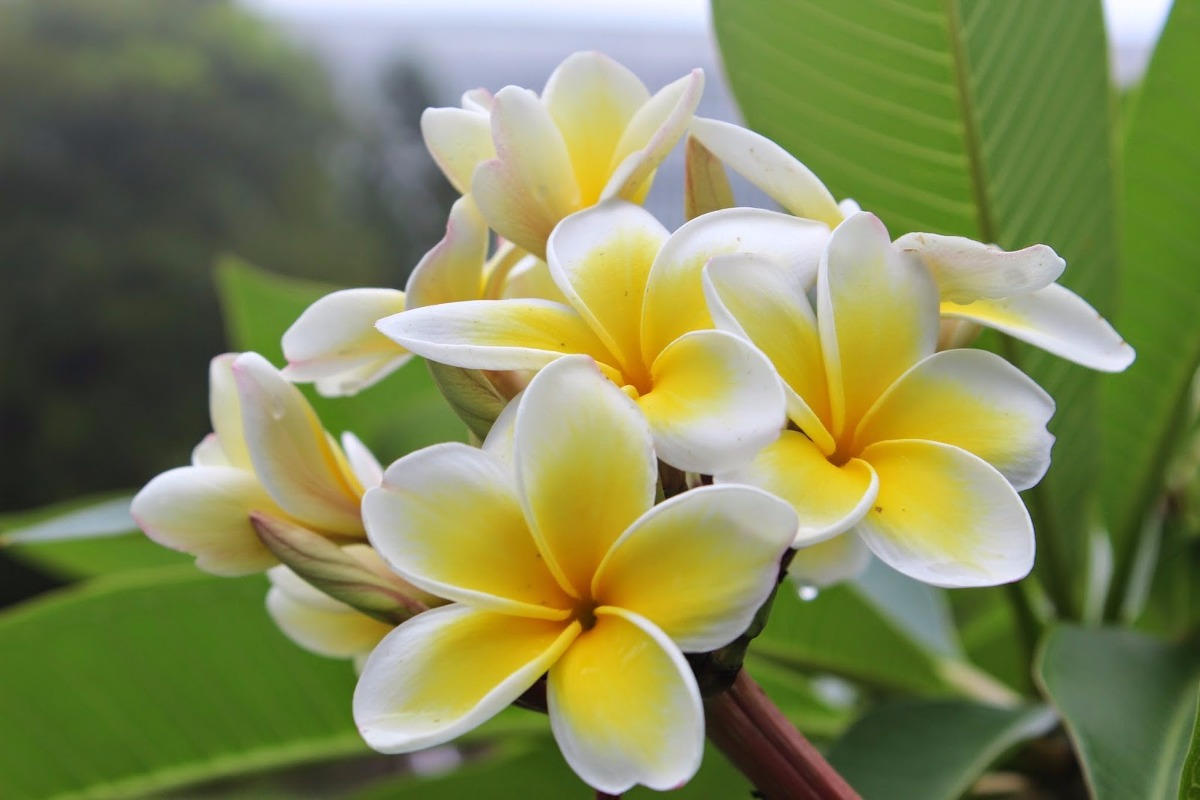 6 plantas ULTRA cheirosas para não depender mais do desinfetante