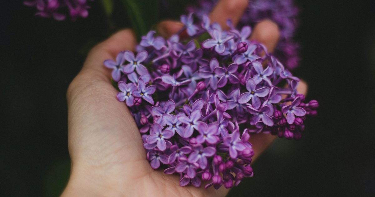 Melhor que mosqueteiro! Essas plantas de vaso afastam os mosquitos da dengue e outros insetos