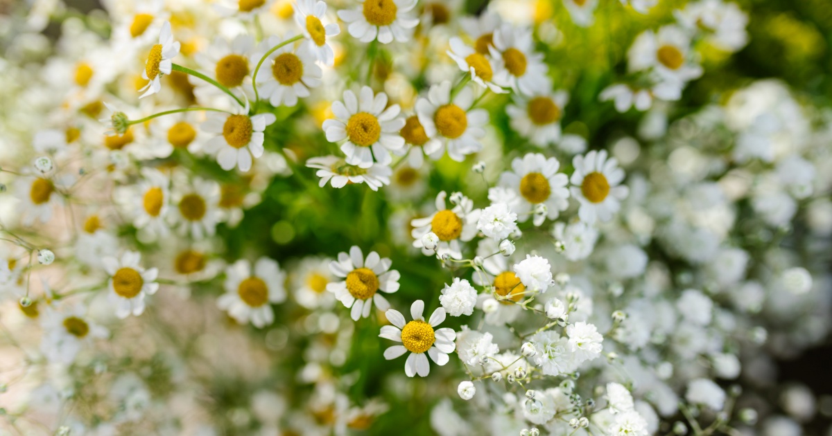 Cicatrizantes naturais: USE estas 5 plantas para acelerar o processo