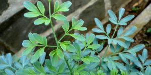 XÔ MAU-OLHADO! Essas plantas em casa mandam EMBORA as energias negativas