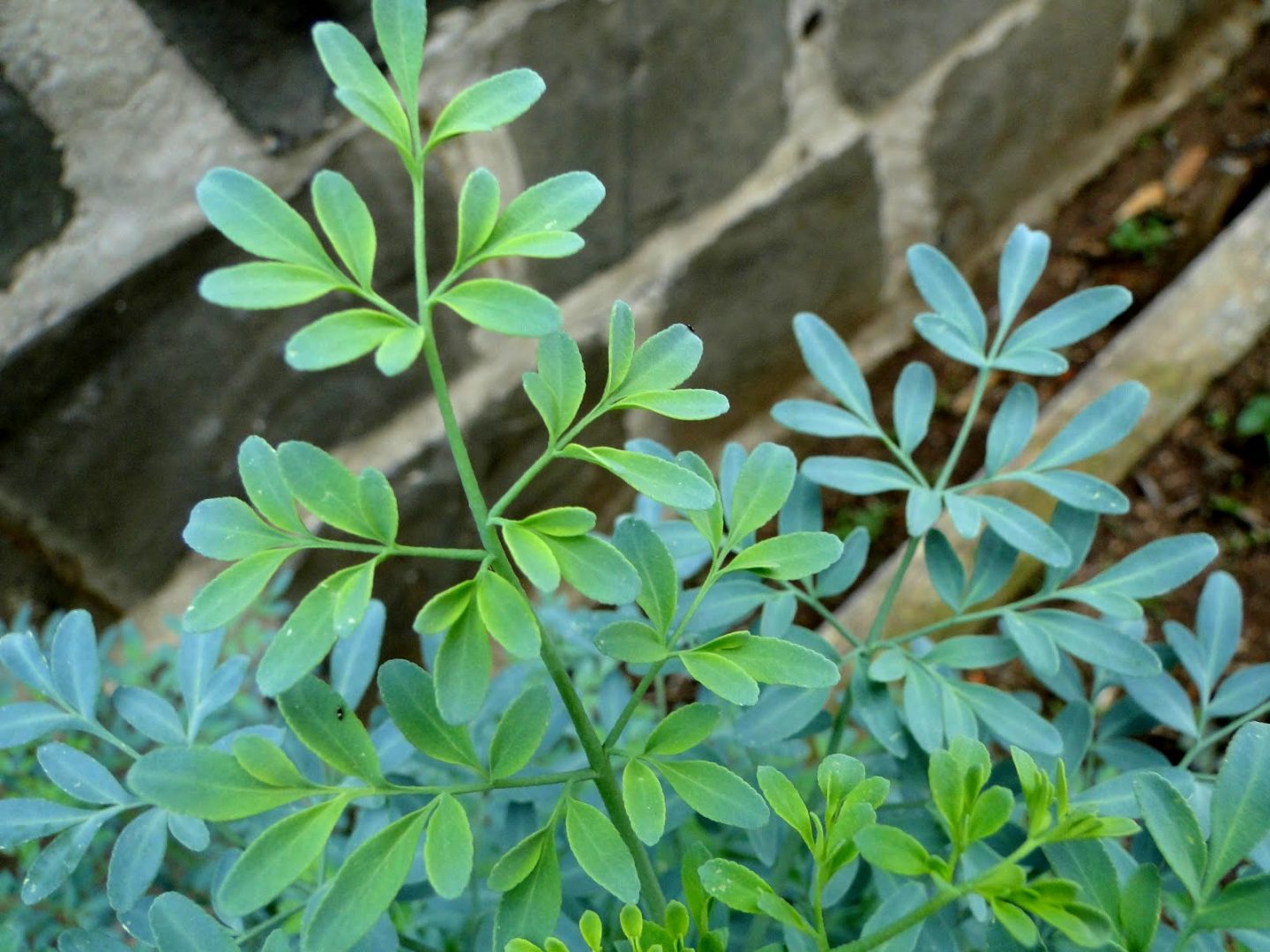 XÔ MAU-OLHADO! Essas plantas em casa mandam EMBORA as energias negativas