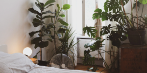 quarto com várias plantas