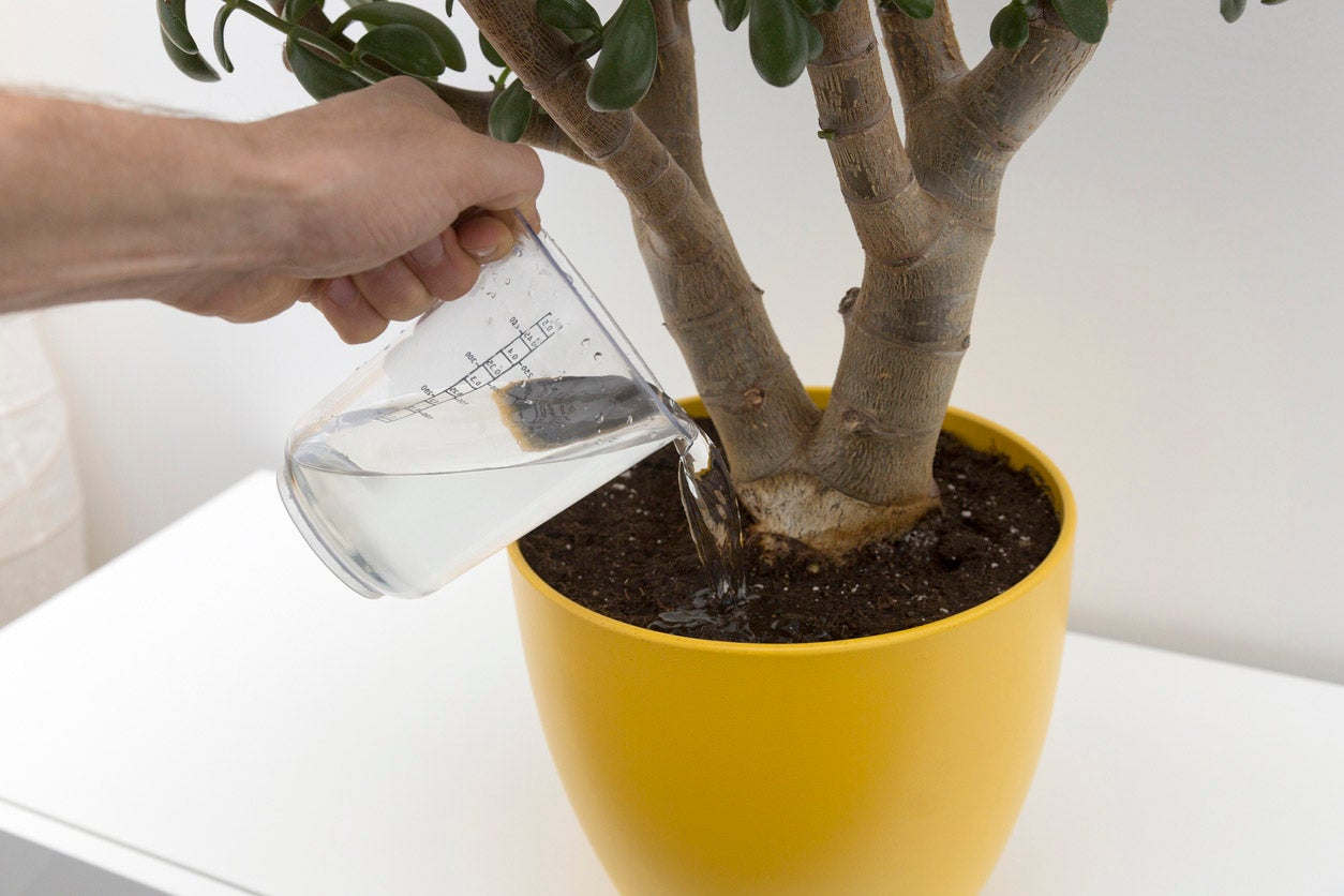 rega de planta em vaso amarelo