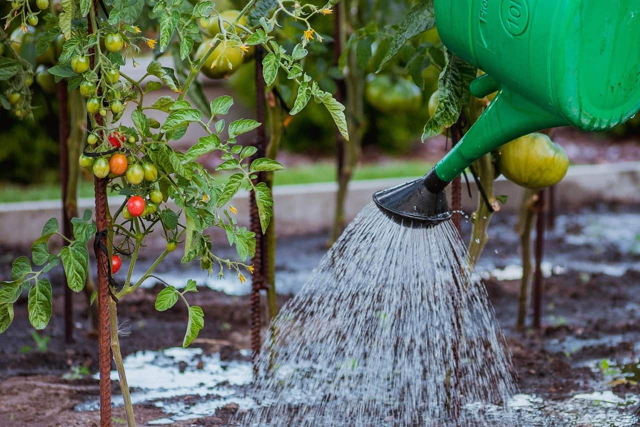 rega de plantas em horta