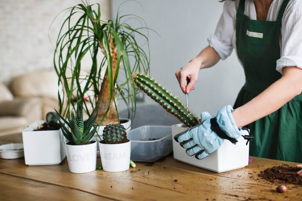 O replantio de cactos deve ser feito DESSA FORMA para não machucar a planta (e nem você)