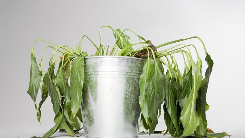 3 sinais de que suas plantas estão velhas! Sim, elas podem morrer de velhice