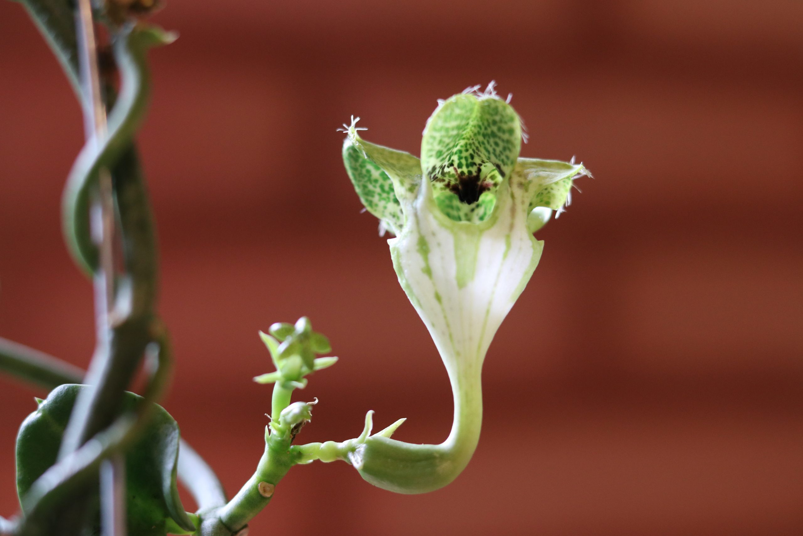 suculenta paraquedas