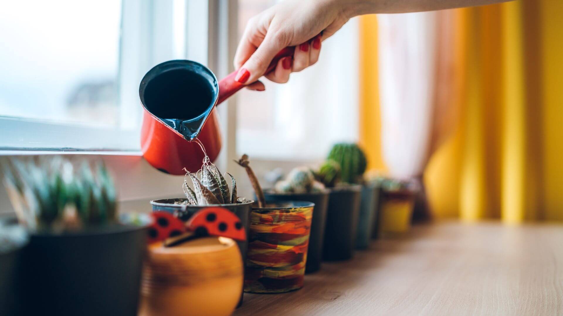 TODO mãe e pai de plantas precisa saber dessas 6 técnicas salvadoras!