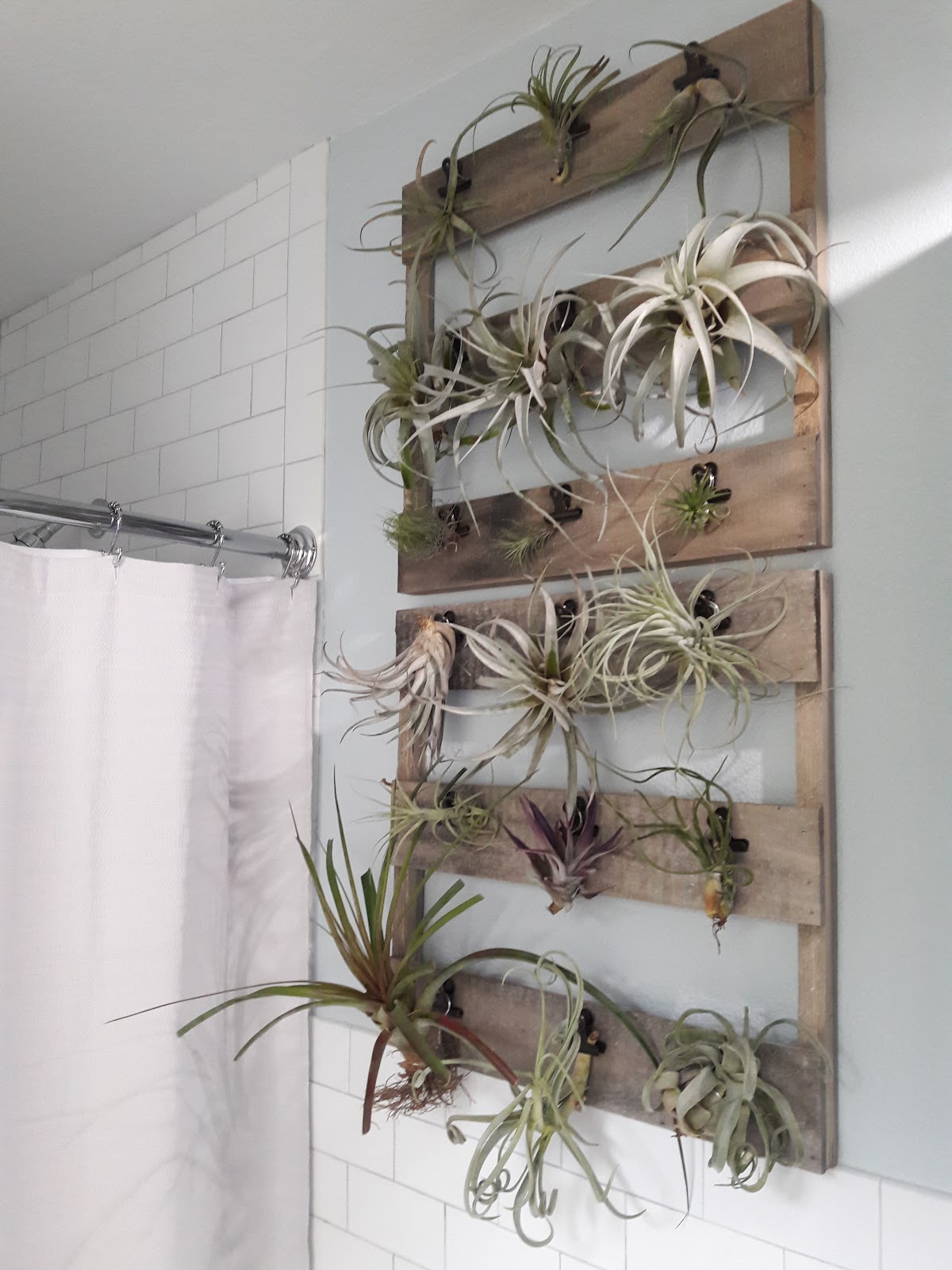 tillandsias em suporte de parede no banheiro