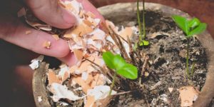 uso de casca de ovo para fertilizar plantas