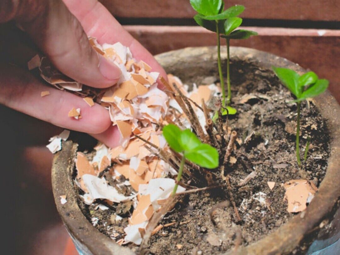 uso de casca de ovo para fertilizar plantas