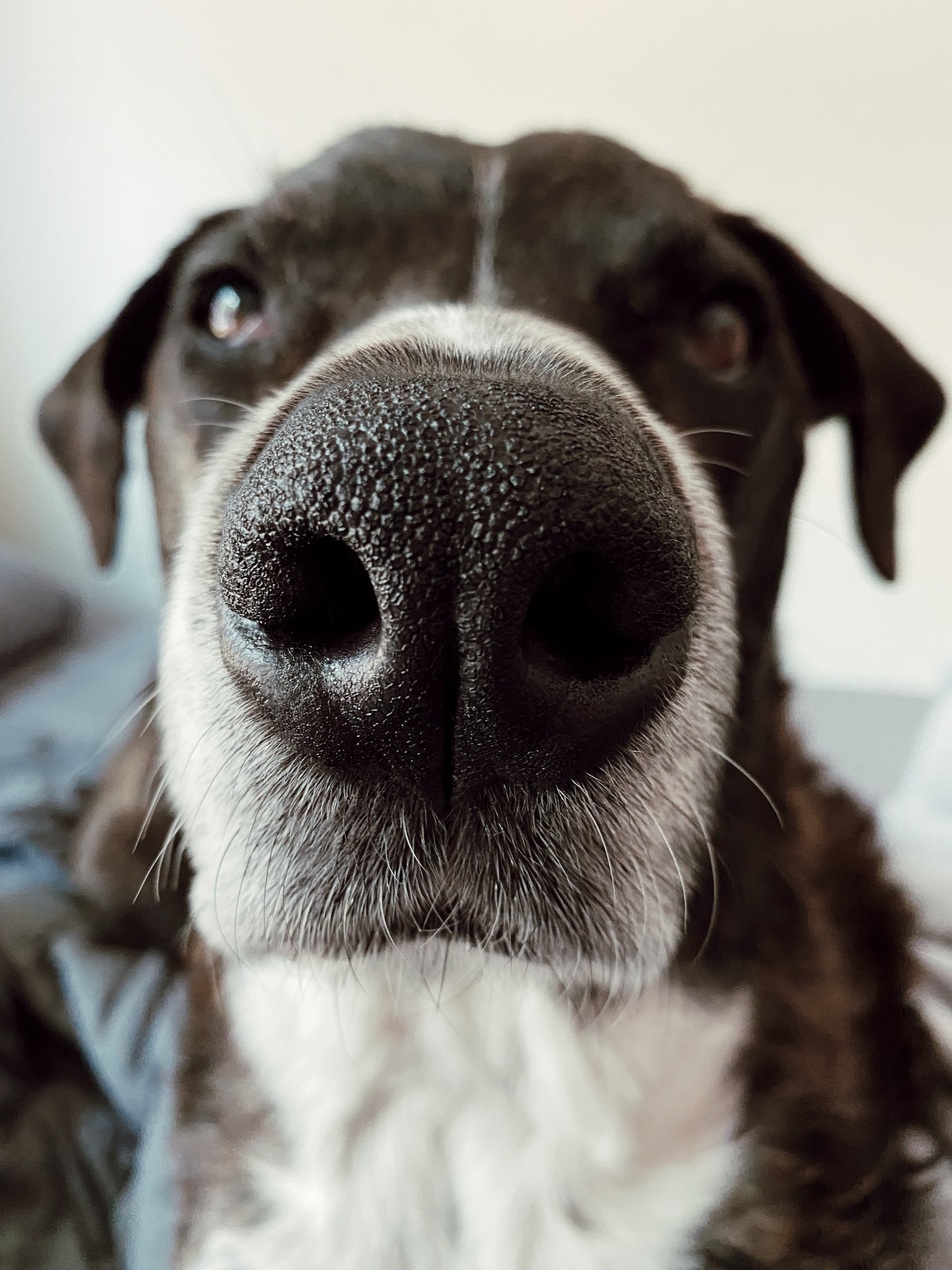 zoom do focinho de um cachorro