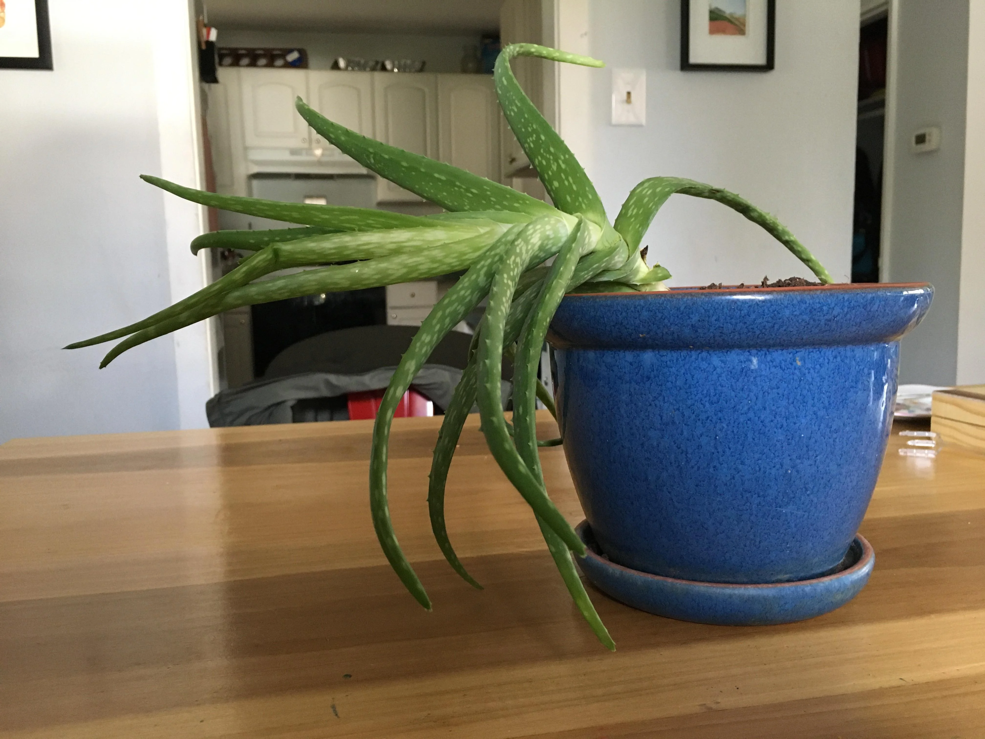 aloe vera caindo em vaso