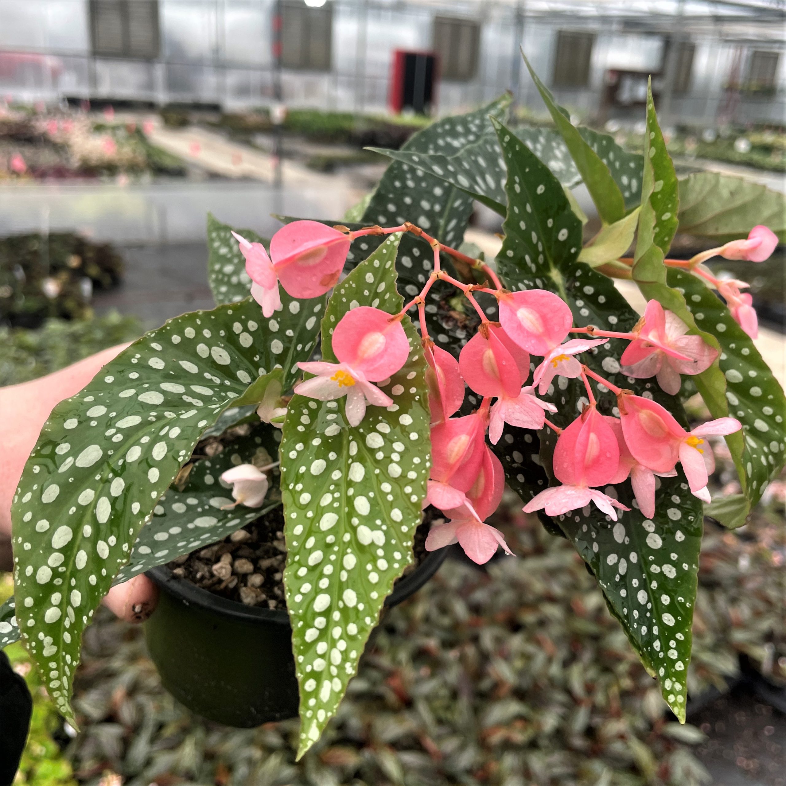 begônia maculata com flores