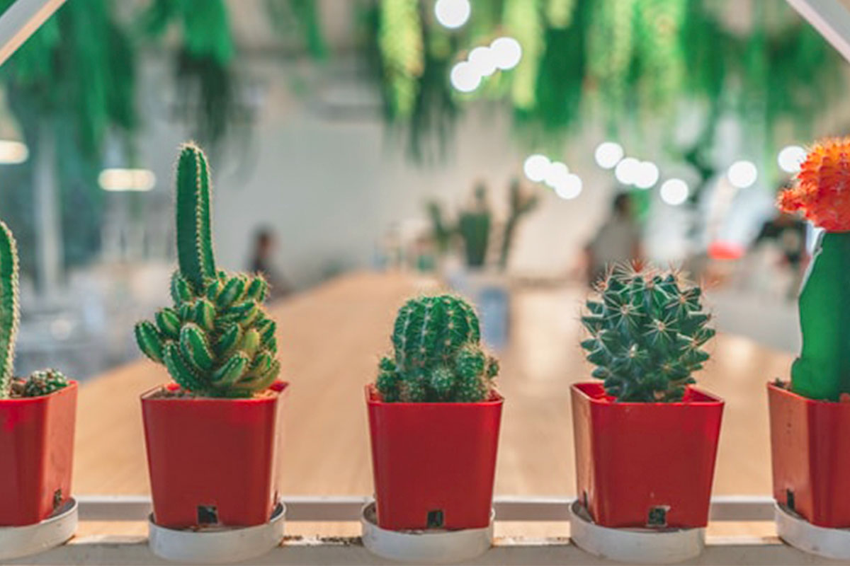 cactos pequenos em vasos