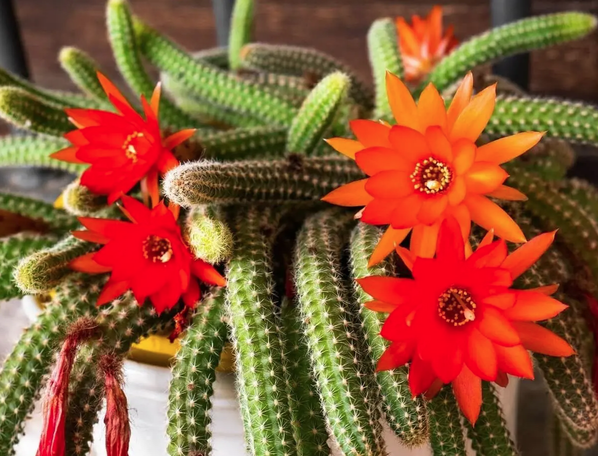 Não são só espinhos! ESTES tipos de cactos dão flores LINDAS para ter no jardim