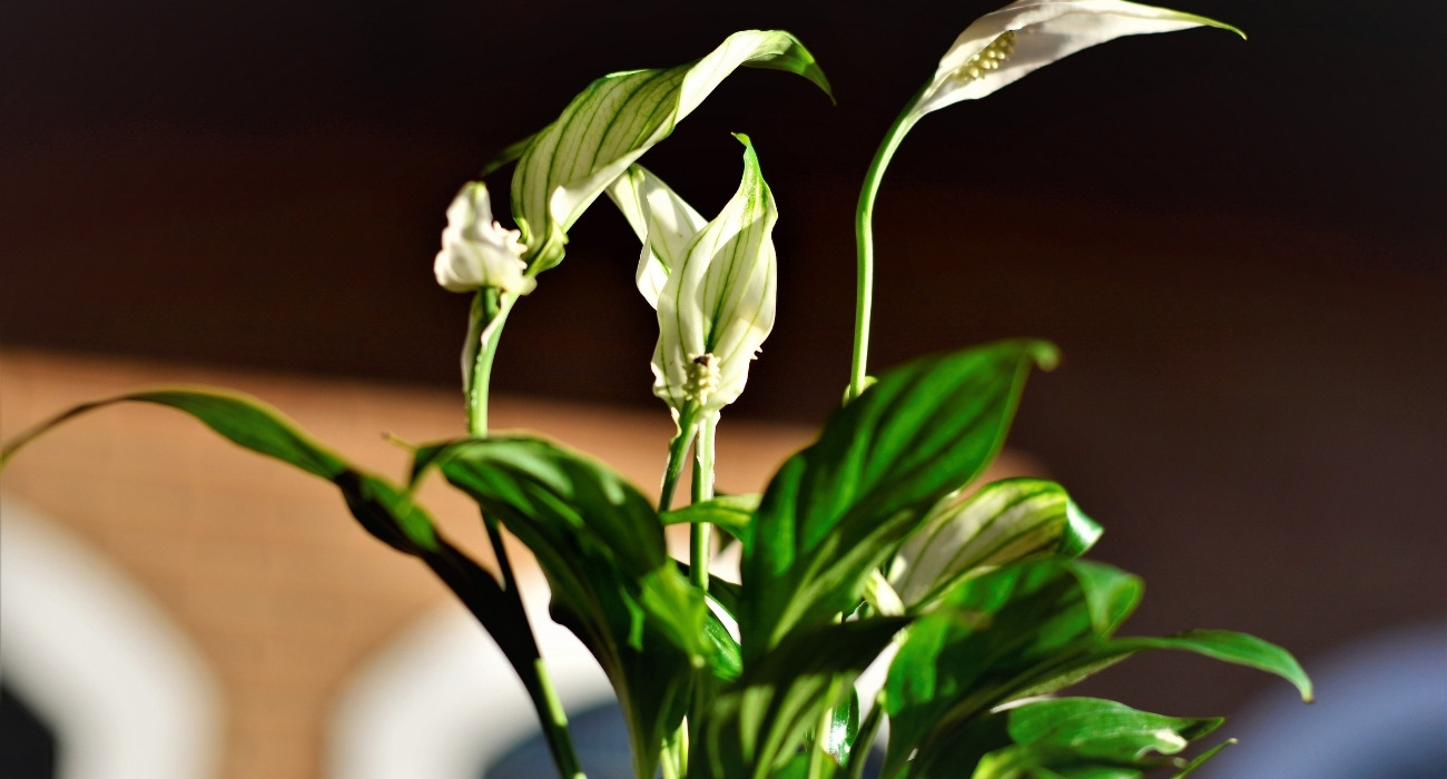 Por que as flores do lírio da paz estão ficando verdes? A EXPLICAÇÃO ESTÁ AQUI!