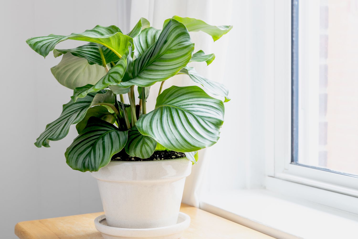 Razões por que as folhas da calathea estão amarelando e como solucionar