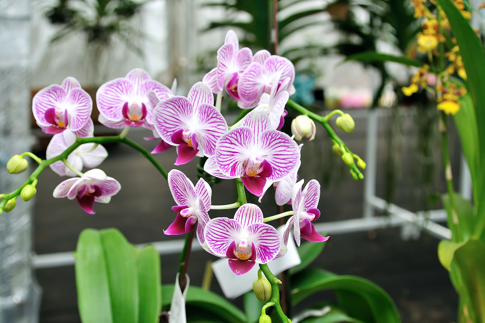 orquídea rosa