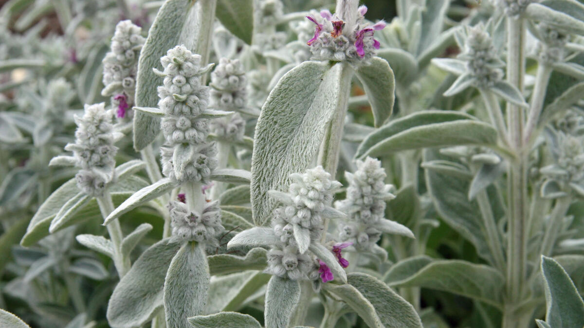 peixinho-da-horta com pequenas flores