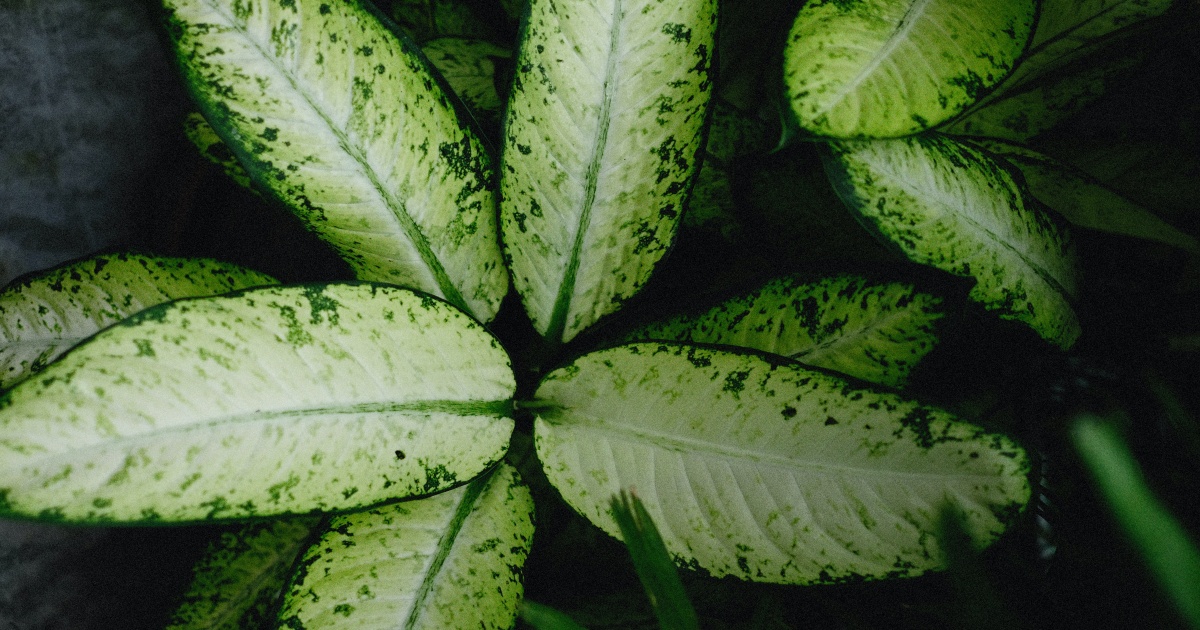 Lindas, mas perigosas: estas são as plantas venenosas mais comuns no Brasil