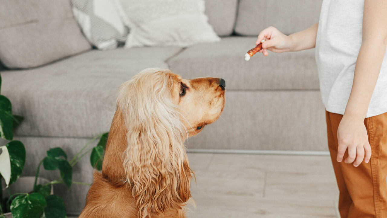 Reforço positivo com petiscos: veja dicas para educar o seu cão do JEITO CERTO