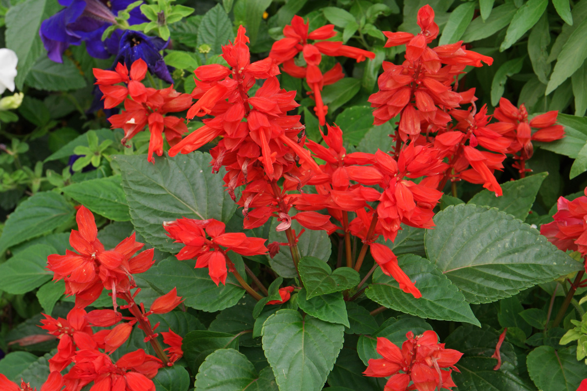 salvia splendens