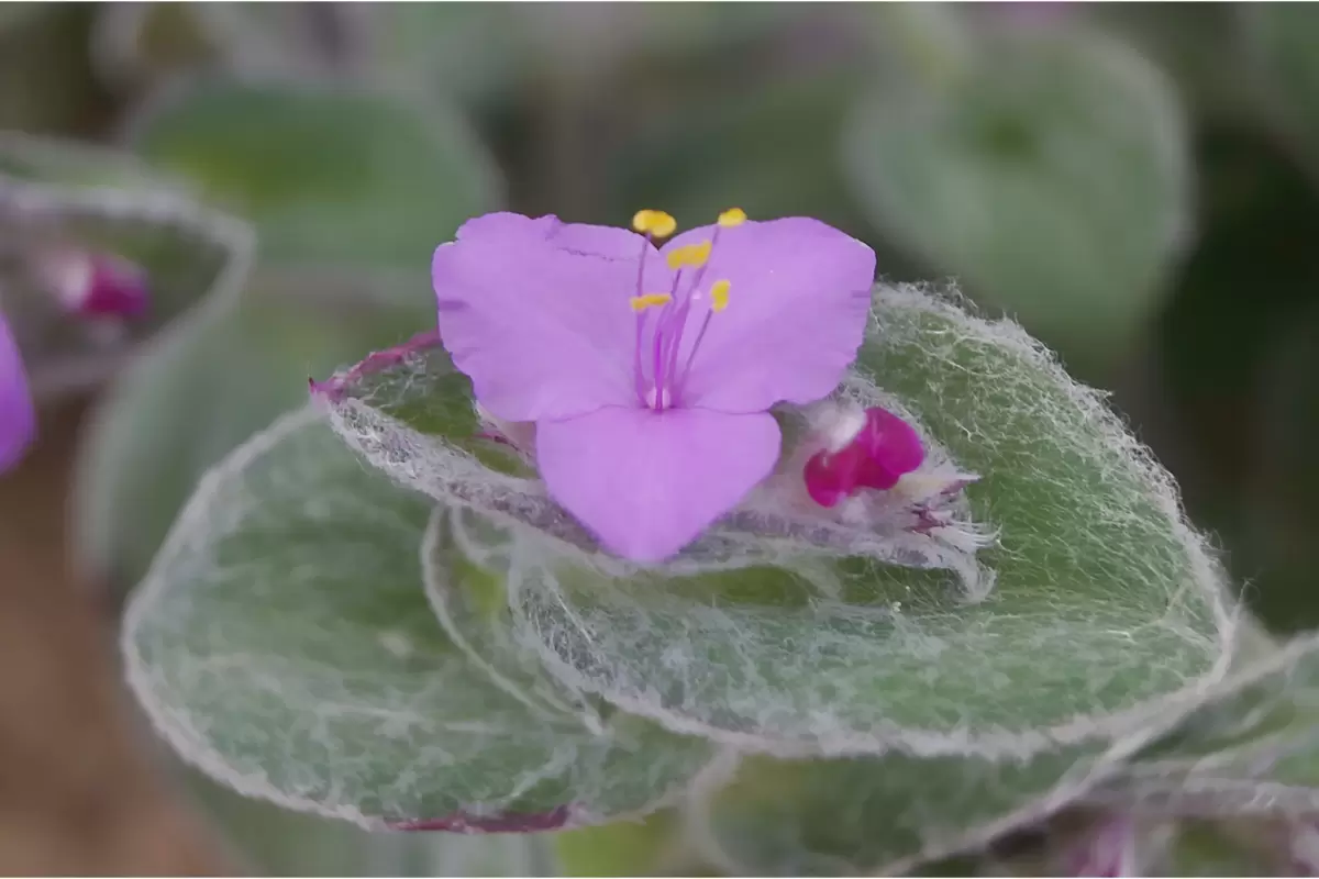 suculenta veludo branco