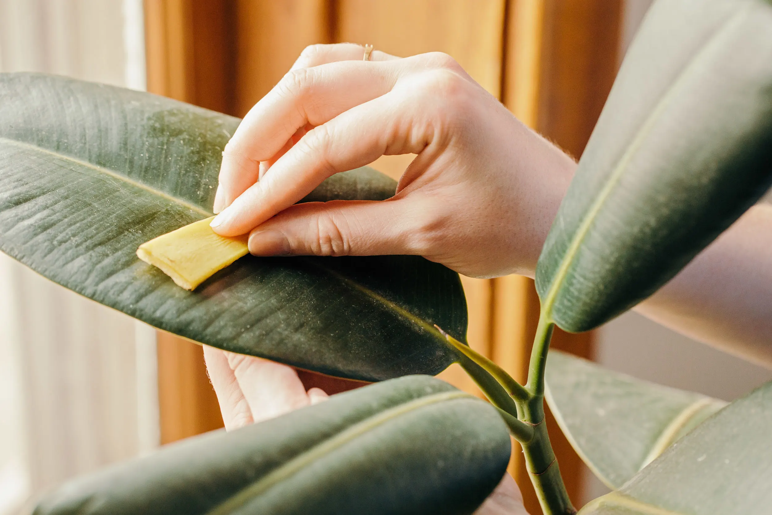 uso de casca de banana para limpar folhas de planta