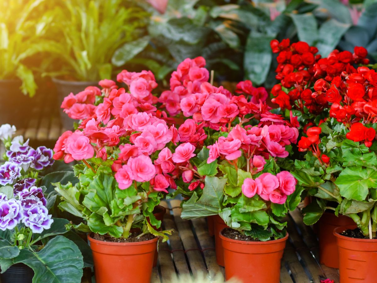 vasos de begonia rosa