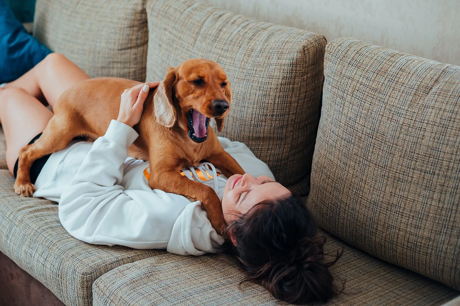 cachorro bocejando deitado em cima de mulher