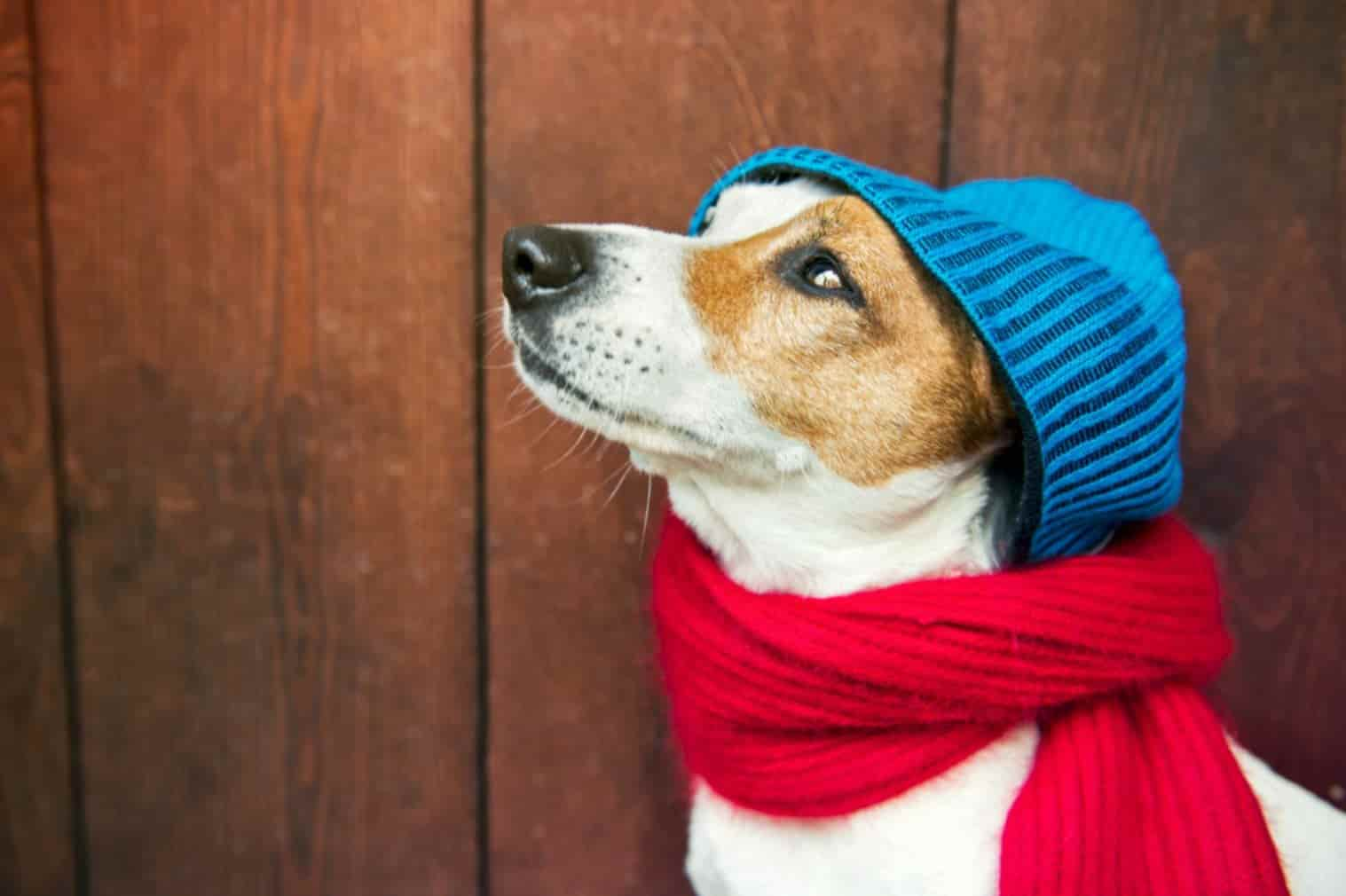 cachorro com cachecol e touca