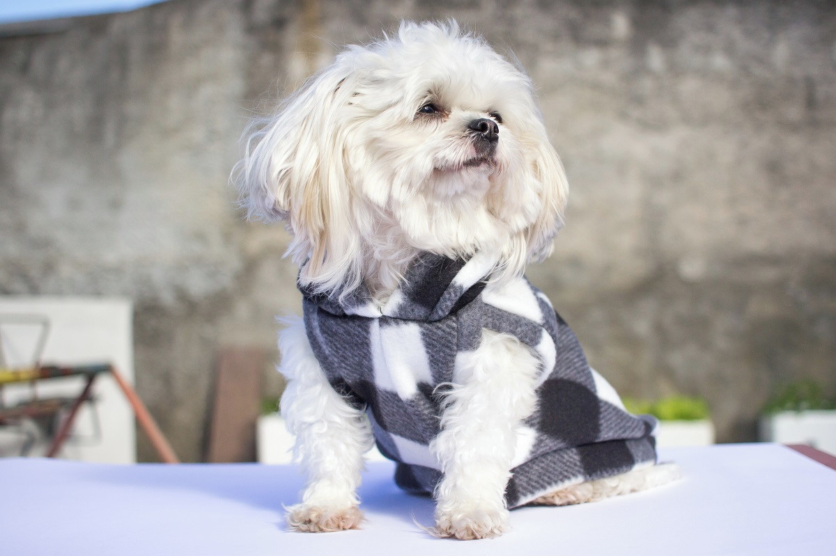 cachorro com roupinha de inverno