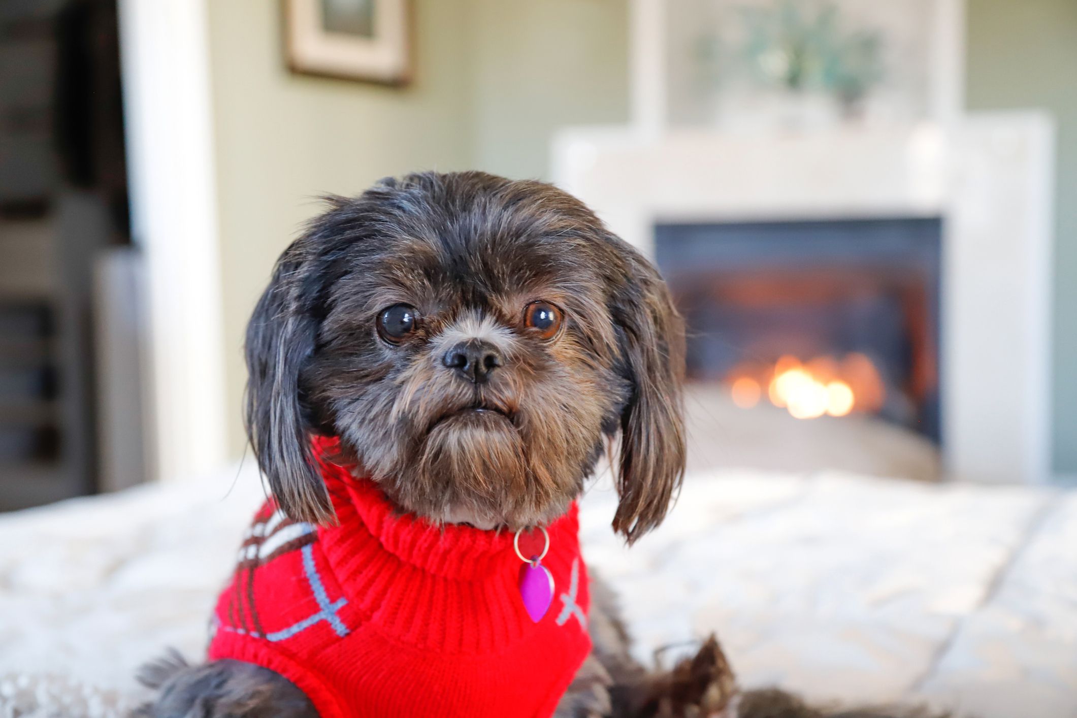 cachorro usando roupinha de inverno