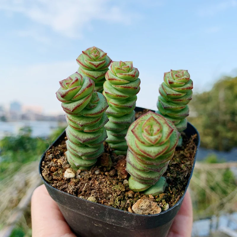 crassula perforata plantas que atraem dinheiro e sorte