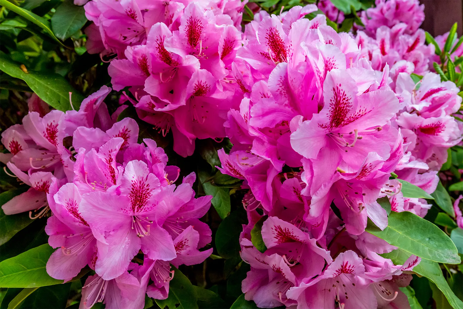 flores de azaleias