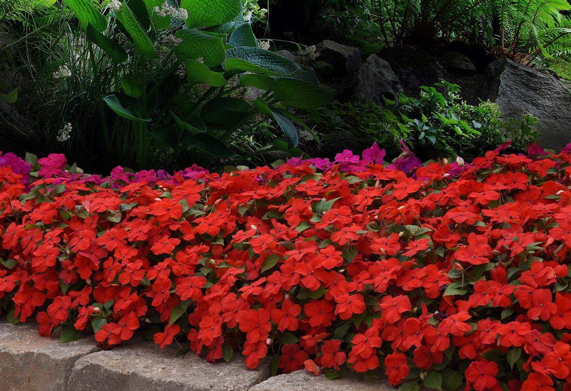 flores de maria-sem-vergonha em canteiro