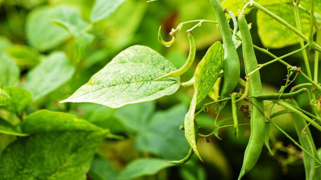 Cultivar Feijão Verde (Imagem: Reprodução/ Agricultura e Mar)