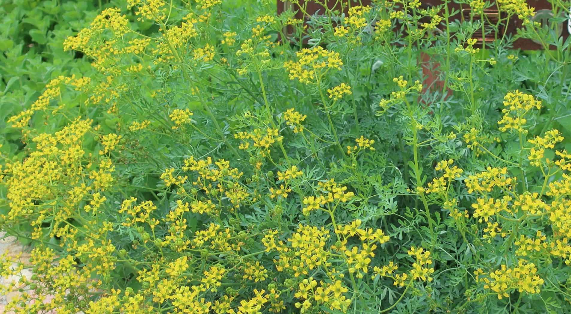 pés de arruda com flores