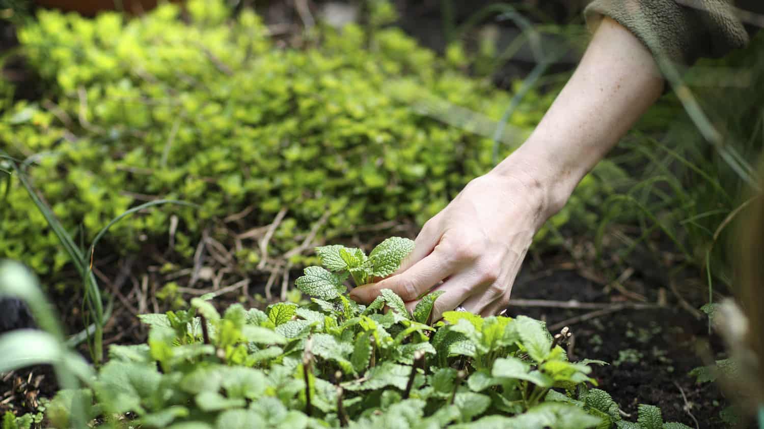 pessoa mexendo em planta na horta